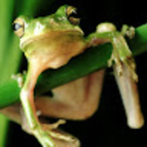 Meet your Posher, Gabriel